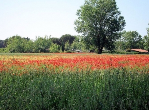 Podere San Domenico